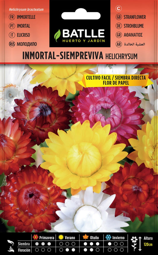 Sementes de Helichrysum Immortelle-Siempreviva